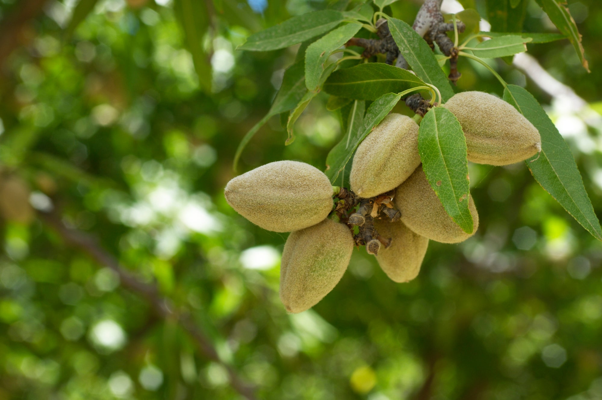 Almonds