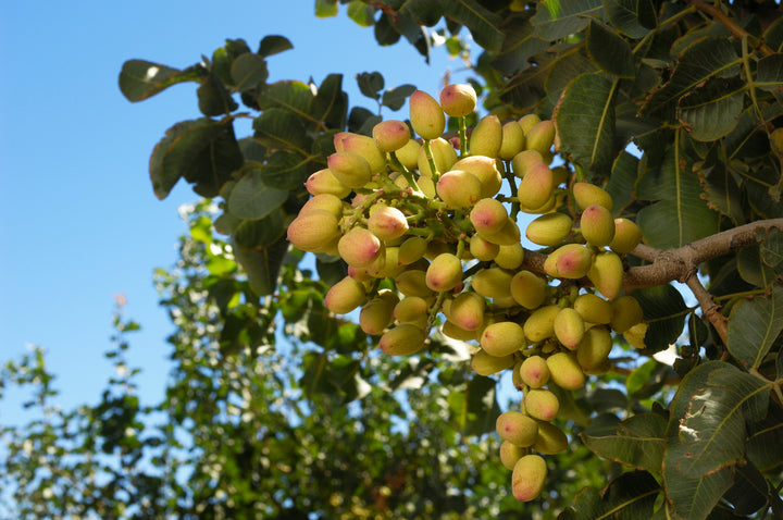 Pistachios