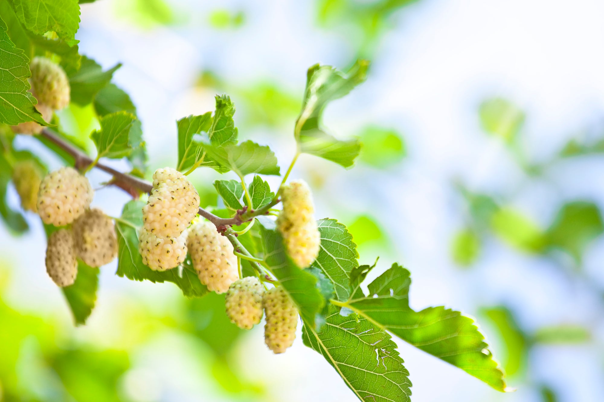 Mulberries